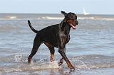 DOBERMANN 017